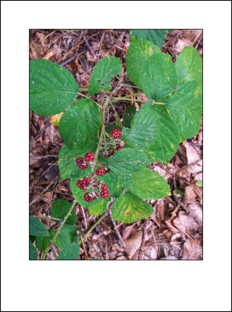 dscf5163f-standard.jpg