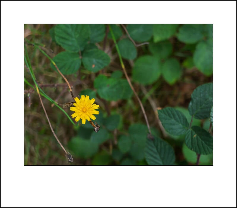 dscf5179f-standard.jpg