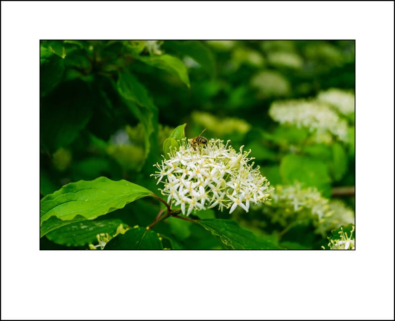 dscf5503f-standard.jpg
