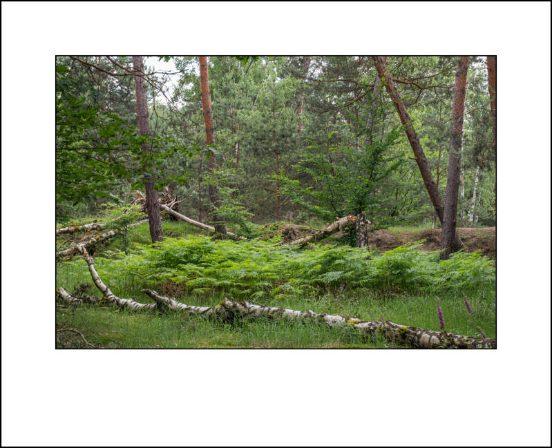 dscf7915f-standard.jpg