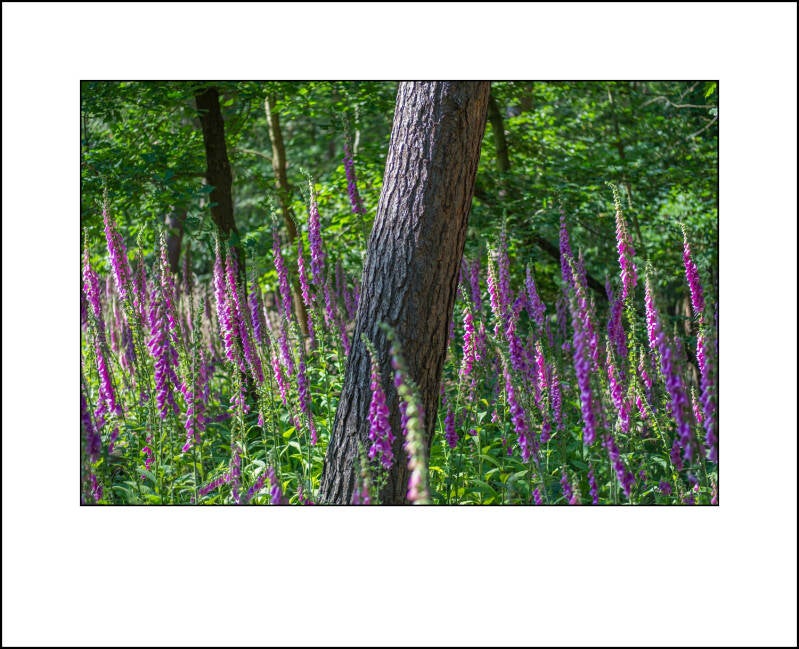 dscf7930f-standard.jpg