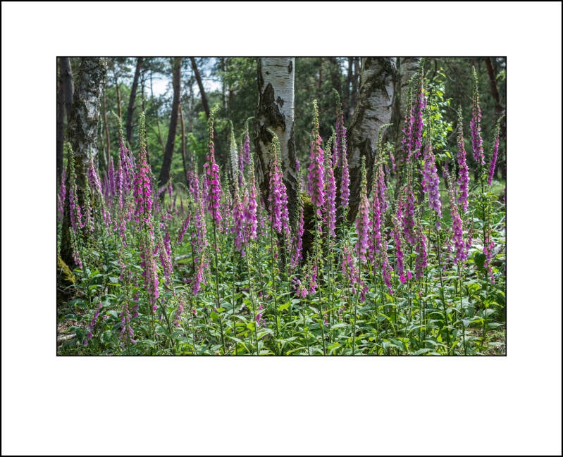 dscf7949f-standard.jpg