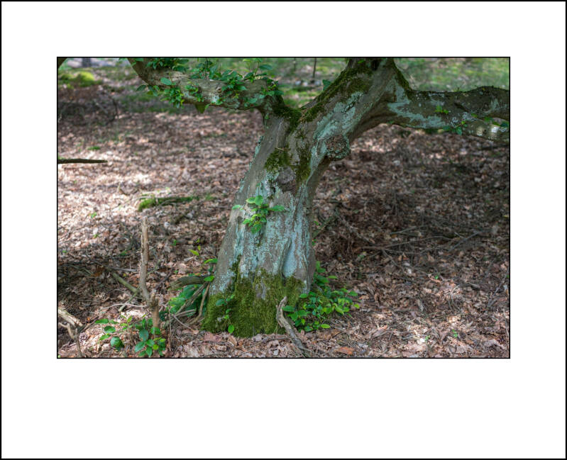 dscf7955f-standard.jpg