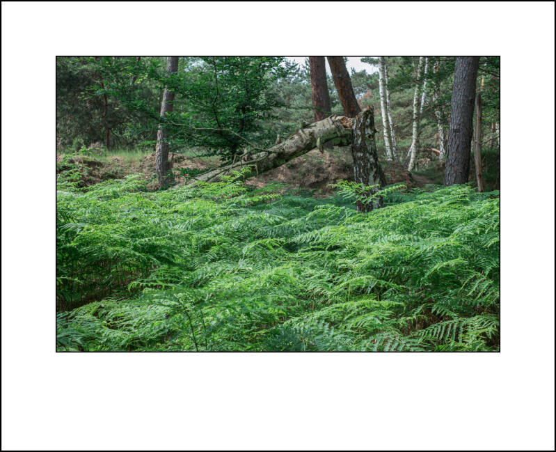 dscf7974f-standard.jpg