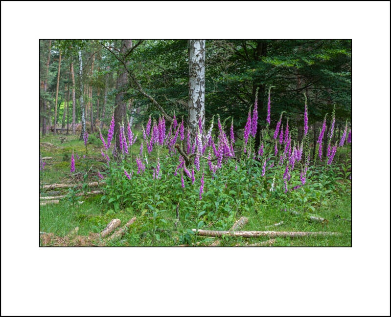 dscf7976f-standard.jpg