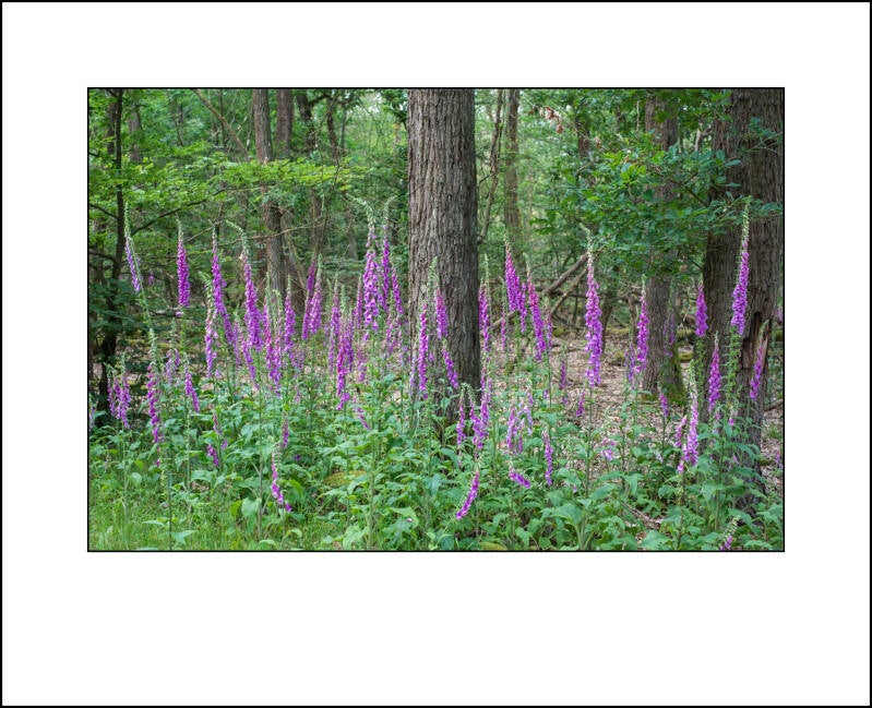 dscf7991f-standard.jpg