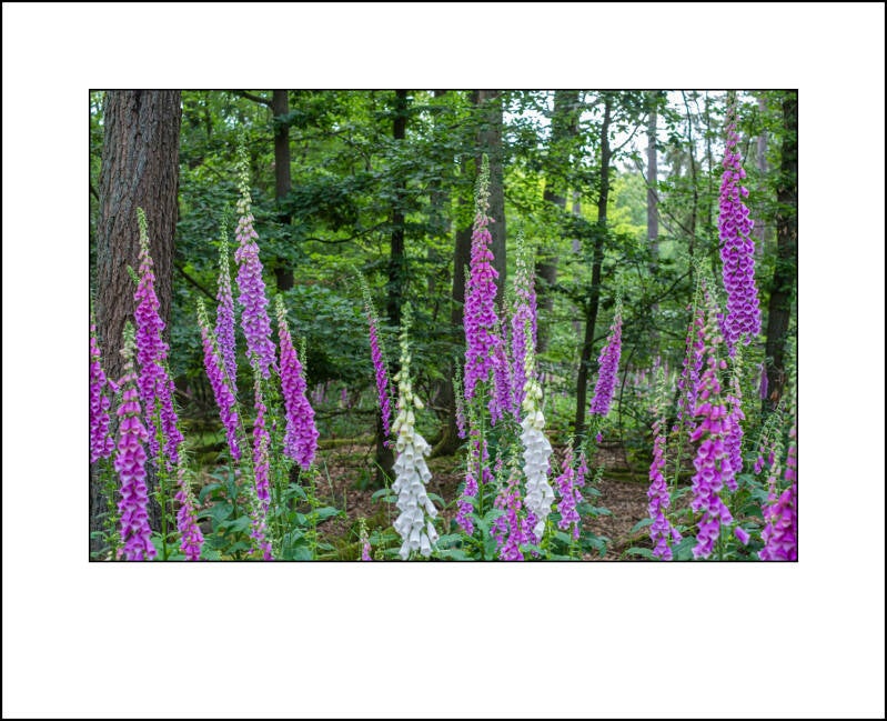 dscf7993f-standard.jpg