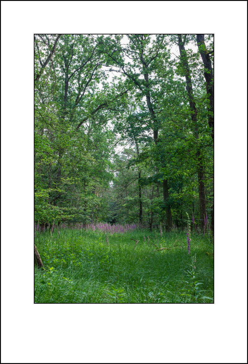 dscf8014f-standard.jpg