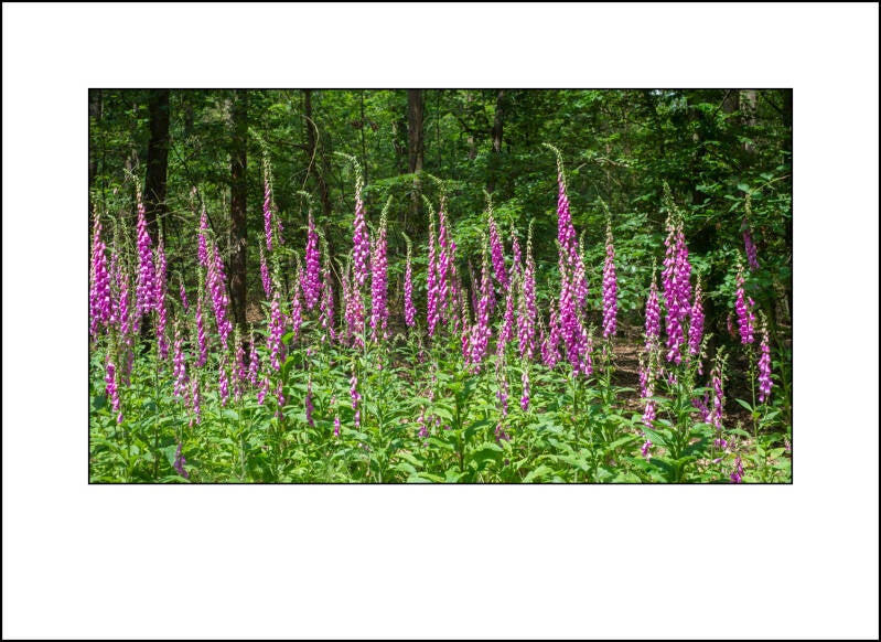 dscf8039f-standard.jpg