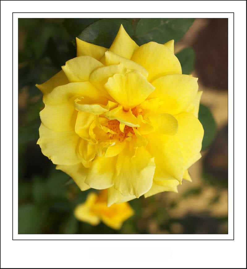 imgp7154sf-standard.jpg