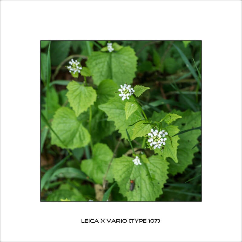 l1000082f-standard-6v39xs.jpg