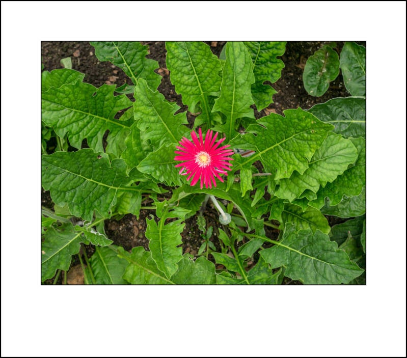 p1010434f-standard.jpg