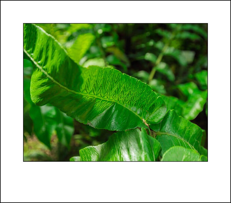 p1010939f-standard.jpg