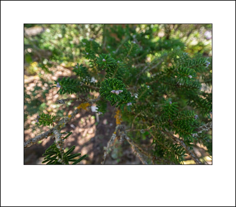p1010993f-standard-bgmd15.jpg