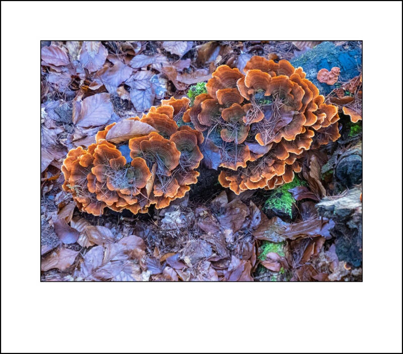 p1110733f-standard.jpg
