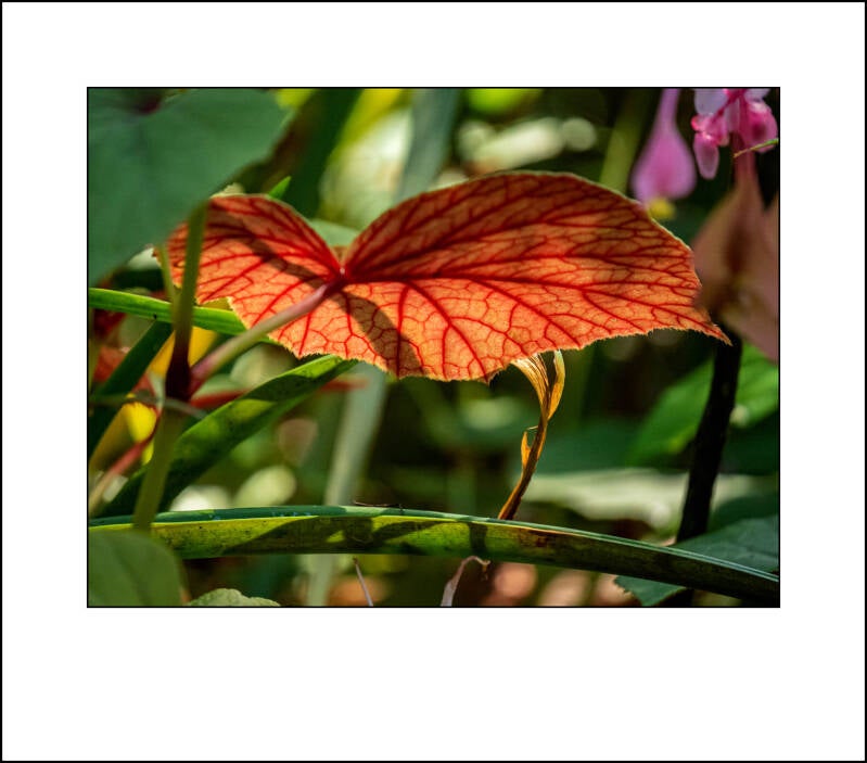 p1220625f-standard.jpg