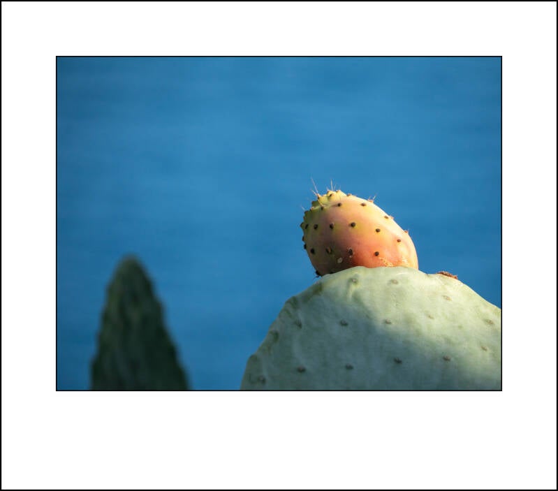 p1240659f-standard.jpg