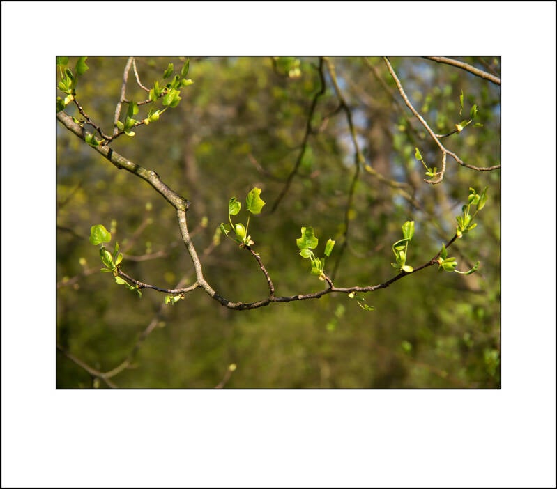 p3082274f-standard.jpg