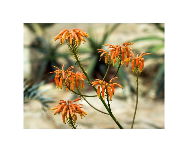 p3280434f-standard.jpg
