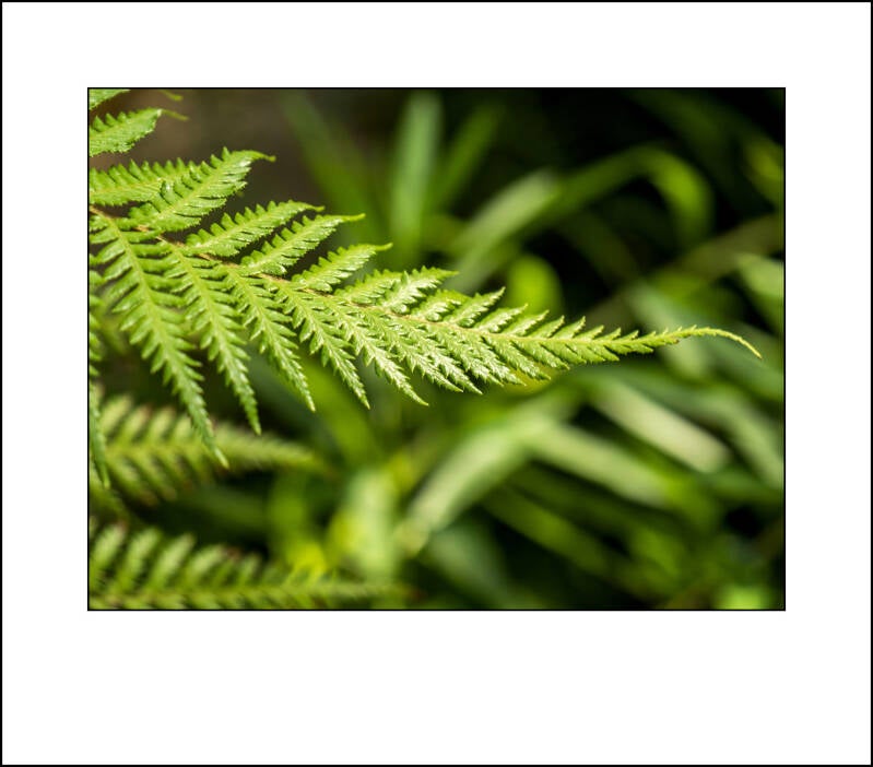 p4210116f-standard-fsy4gf.jpg