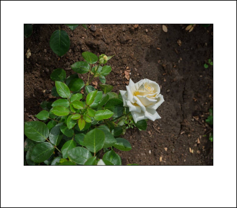 p6020240f-standard.jpg