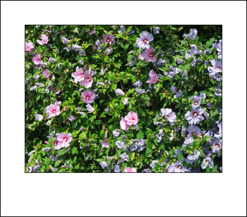 p6260163f-standard.jpg