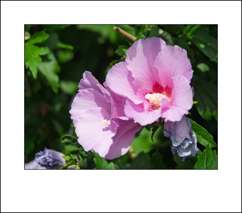 p6260164f-standard.jpg
