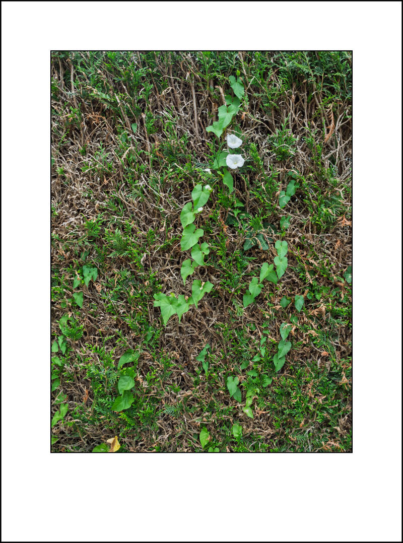 p6260227f-standard.jpg