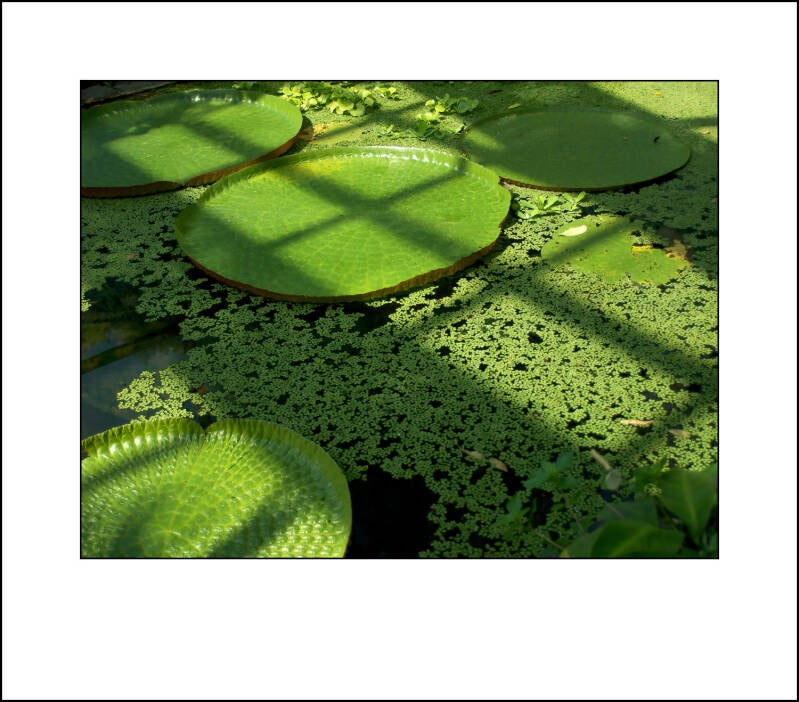 p7111571f-standard-ttv29j.jpg