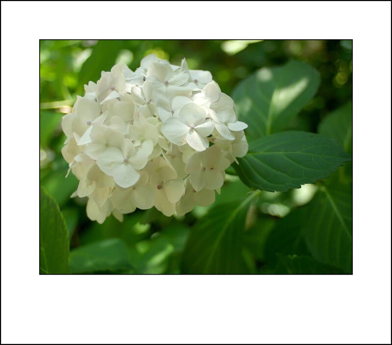 p7111708f-standard-hpps1s.jpg