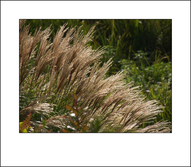 pa033235f-standard.jpg