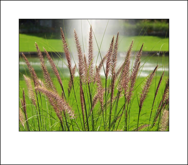 pa033327f-standard-st2oqi.jpg