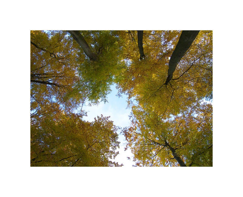 pb011360f-standard.jpg