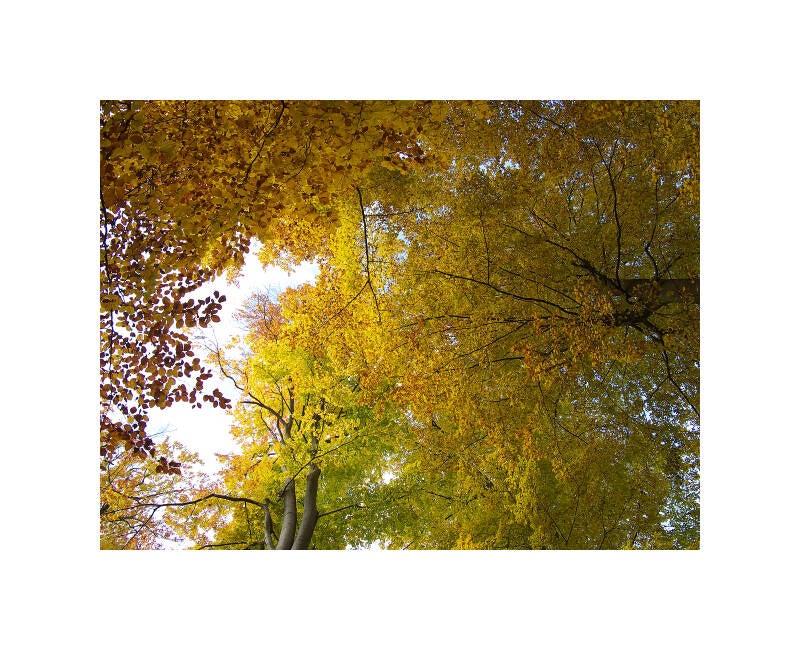 pb011412f-standard.jpg