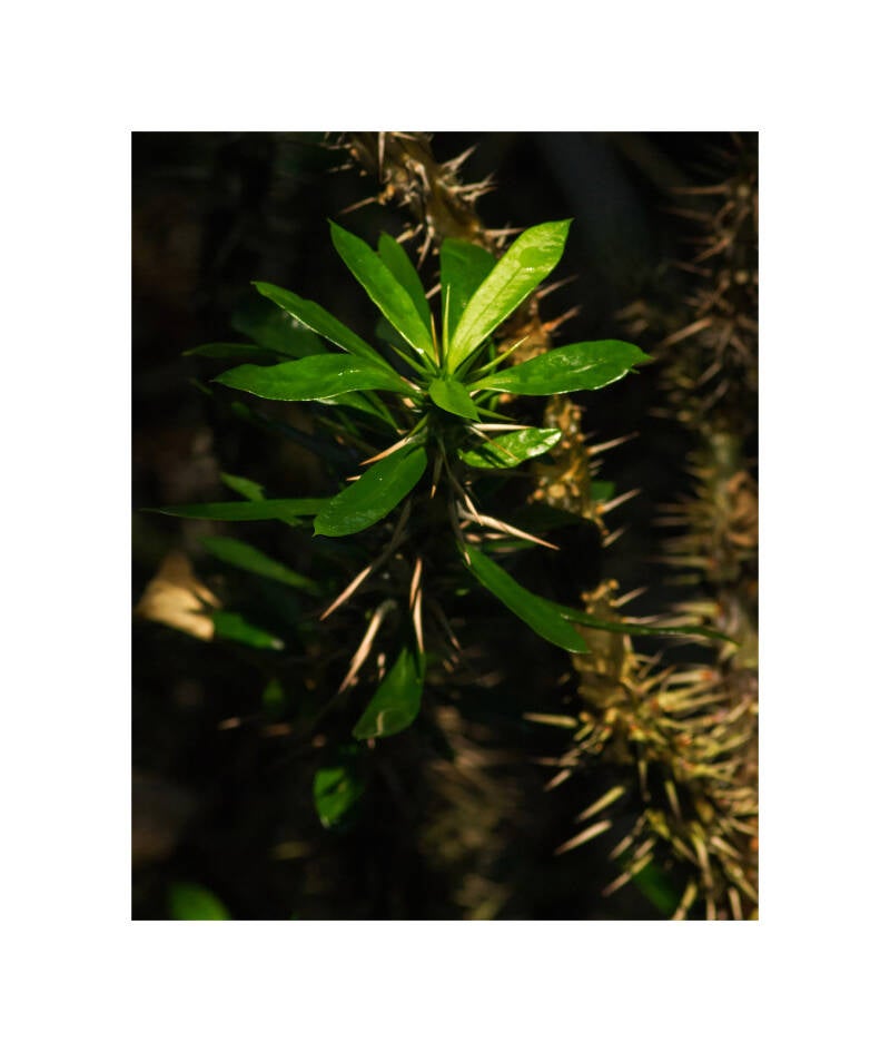 pl070617f-standard.jpg