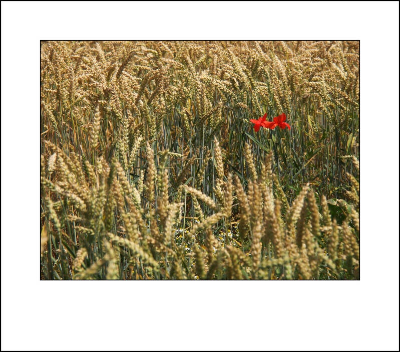 pl166966f-standard.jpg