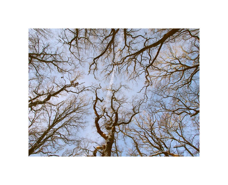 pl183445f-standard.jpg