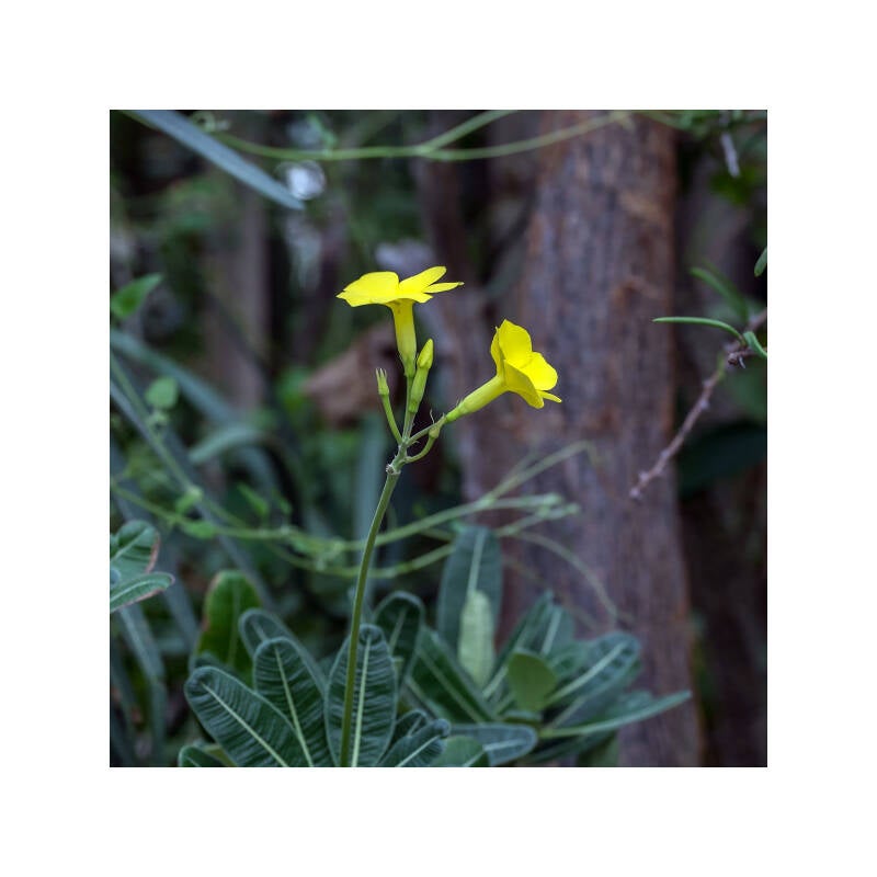 s0010824f-standard.jpg