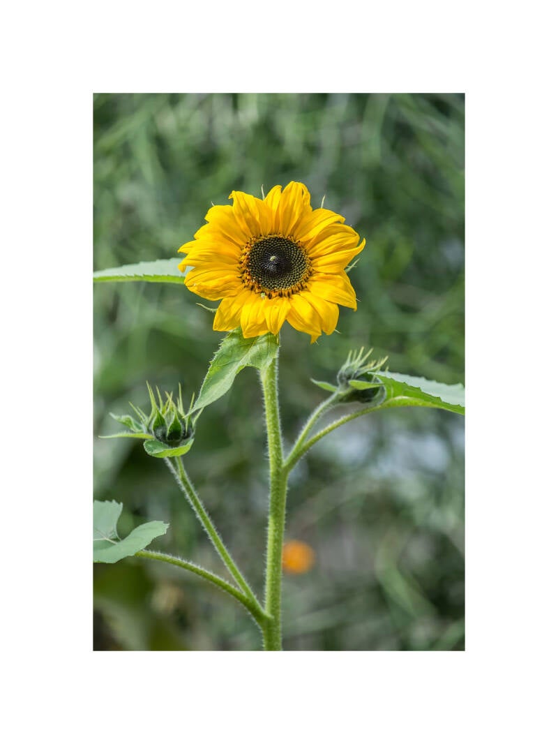 s0331129f-standard.jpg
