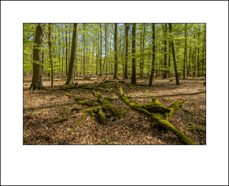 t30d0083f-standard-x6ydev.jpg