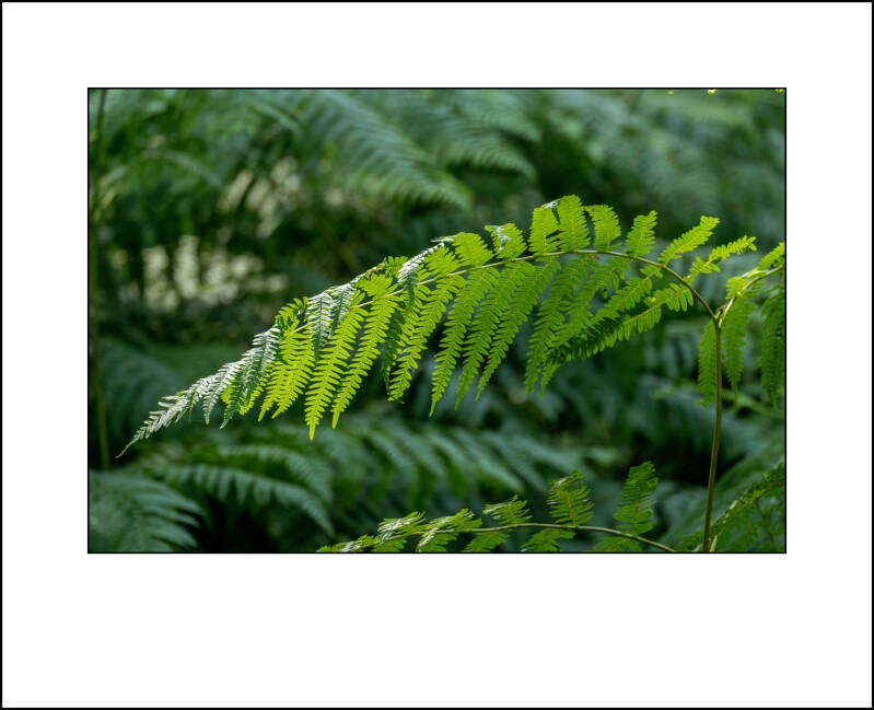 t30d0227f-standard.jpg