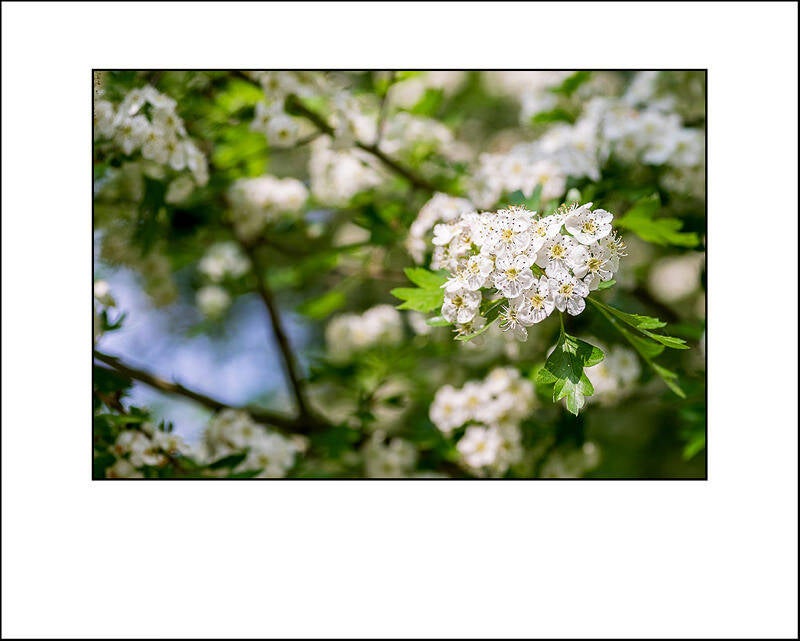 xt110448f-standard-h95mla.jpg