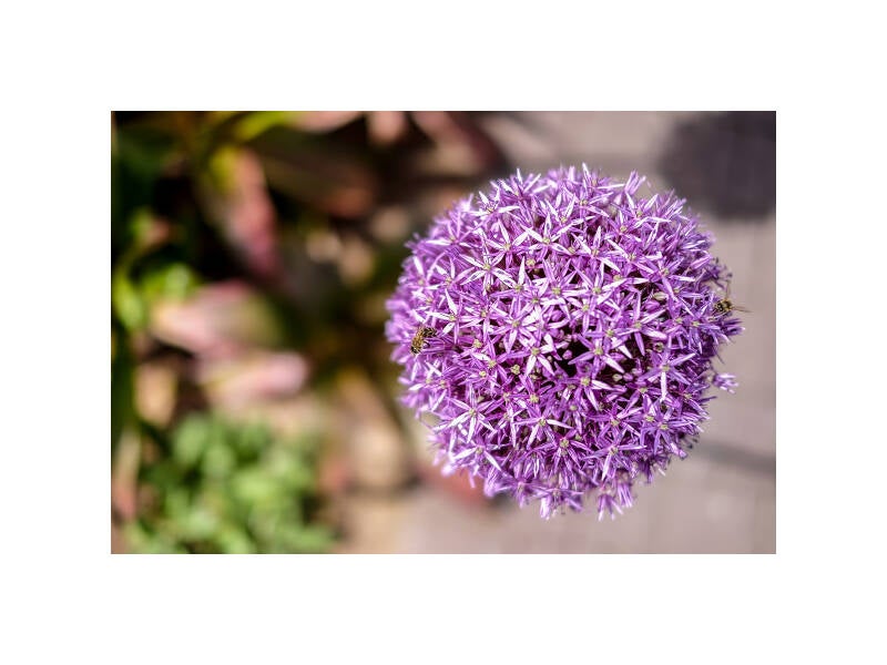 xt110520f-standard.jpg