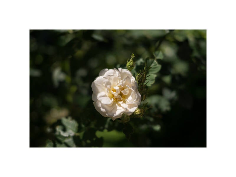 xt110927f-standard.jpg
