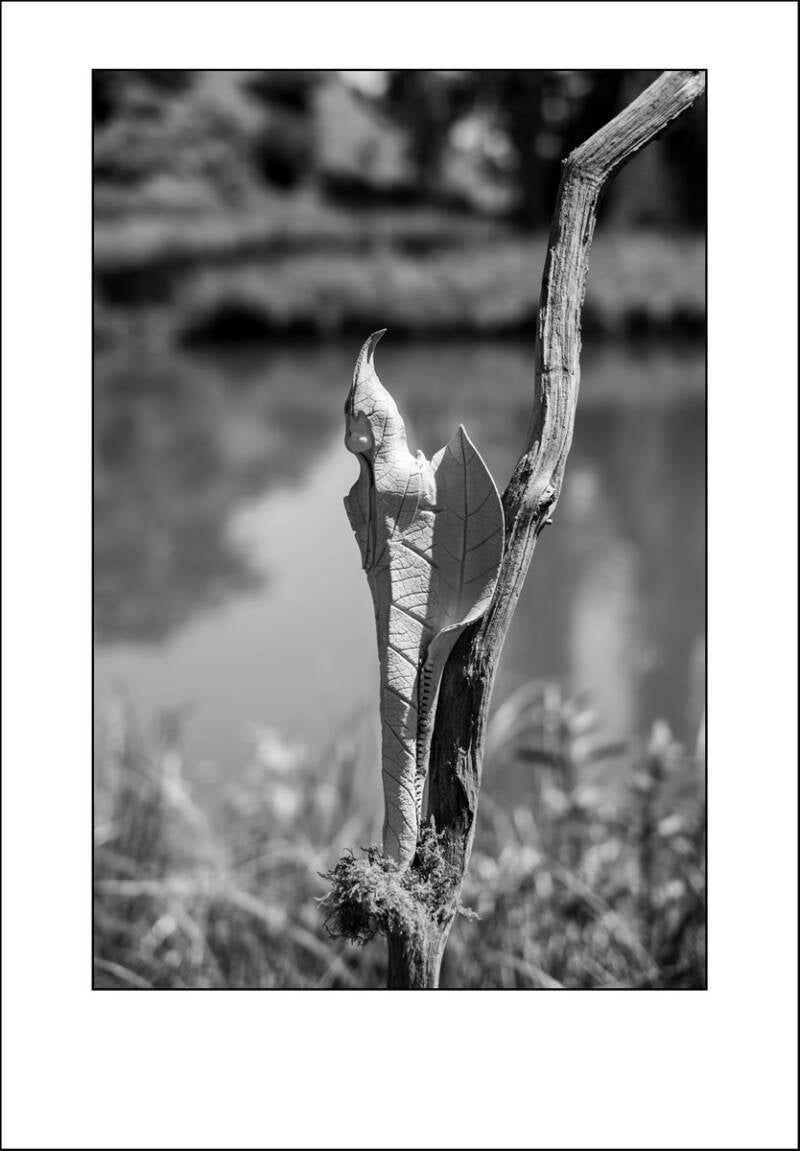 xt110963f-standard.jpg