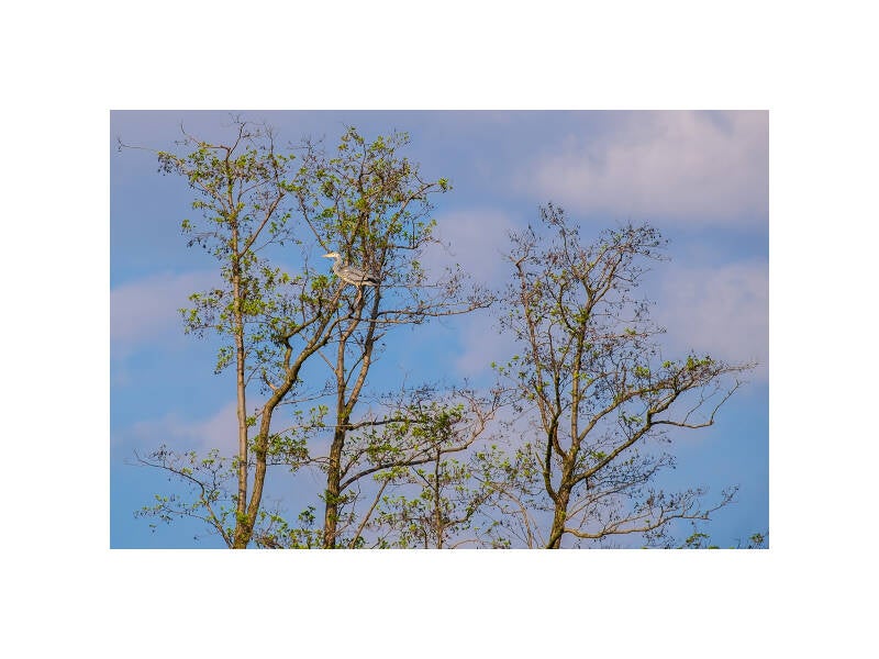 xt111095f-standard-d3hlax.jpg