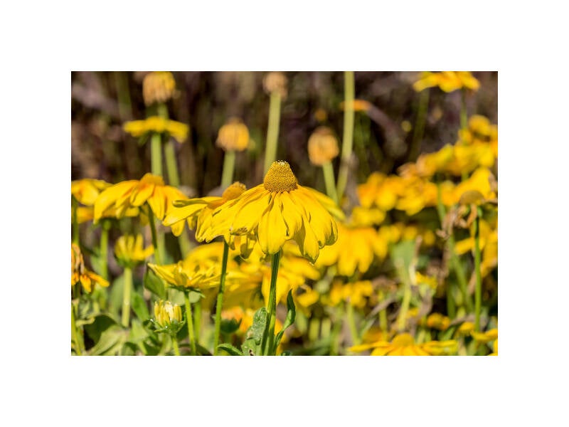 xt111187f-standard.jpg