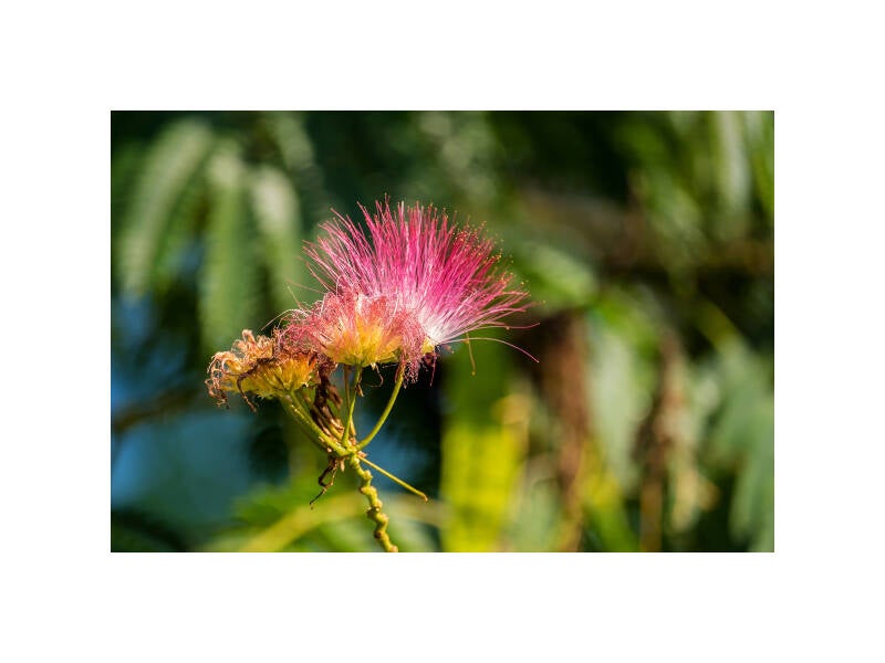xt111194f-standard.jpg