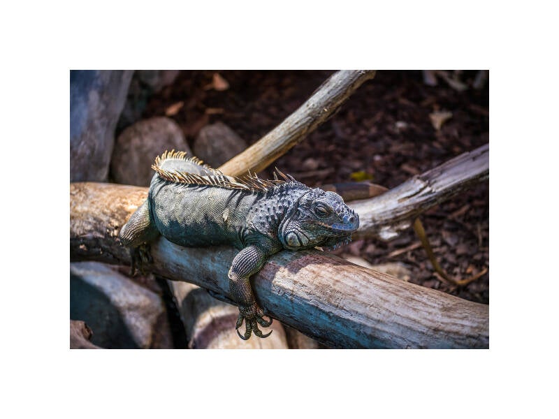 xt111260f-standard.jpg
