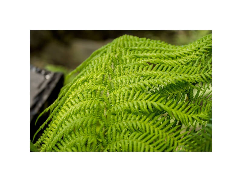xt111292f-standard.jpg